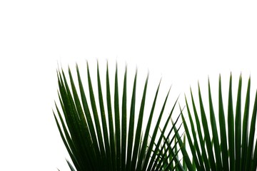 Troprical palm leaves on white isolated background for green foliage backdrop 