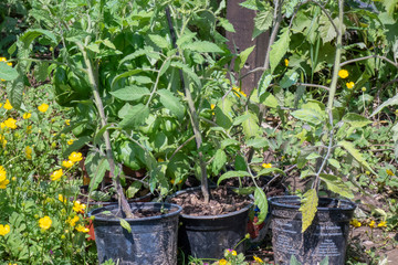 Fototapeta na wymiar Plants de tomates