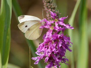 Pieris rapae - Vue de revers de la piéride de la rave, un papillon commun des jardins de couleur blanc aux revers jaunâtres. Les ailes antérieures ont une pointe de couleur brune avec un point noir po