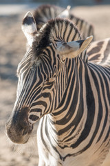 Fototapeta na wymiar Zebra (Hippotigris)