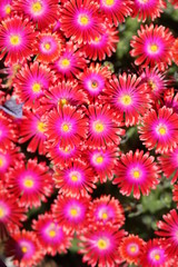 pink floral background