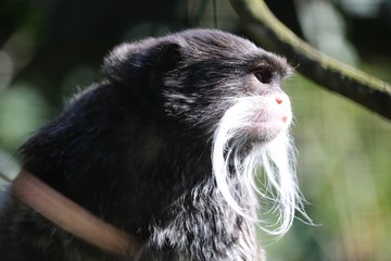 Tamarin empereur