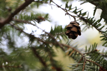 hanging pinecone 