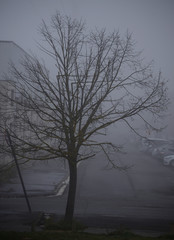 ash without leaves in winter are outlined in the fog at the Botanical Garden of Ol‡rizu in Vitoria-Gasteiz (Alava) Basque Country, Spain.