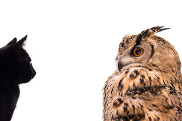 A horned owl and a black cat look at each other. Isolated on white background.