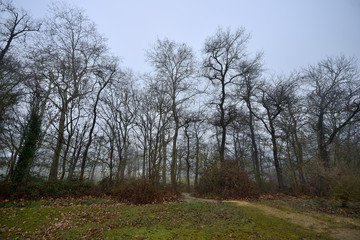 poplars, poplars and frenzy on a winter morning with intense and cold fog in the Botanical Garden of Ol‡rizu, Basque Country of Vitoria-Gasteiz (çlava), Spain
