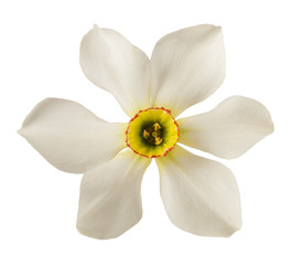 White daffodils flower