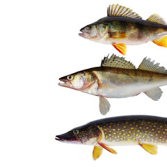 Fototapeta premium Freshwater predatory fish. Pike perch, pike, perch, catfish. Isolated