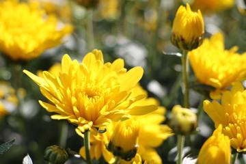 yellow flowers in garden
