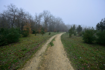 Fototapeta na wymiar path and lonely dirt road on a morning with intense fog and cold leaves the Botanical Garden of Ol‡rizu, Vitoria-Gasteiz (Alava) Basque Country, Spain