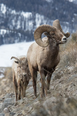 Naklejka premium Rocky mountain bighorn sheep