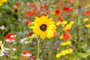 Sommerblumen