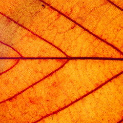 Fototapeta na wymiar Yellow Leaf Macro Background