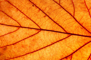 Yellow Leaf Macro Background