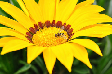 Drone-fly collecting nectar on a yellow flower. Springtime.