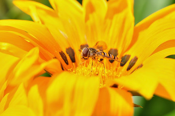 Drone-fly collecting nectar on a yellow flower. Springtime.