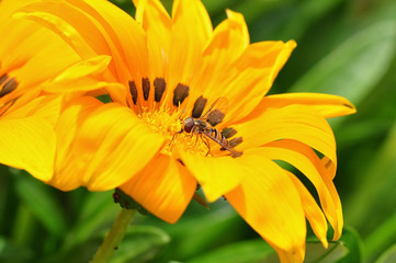 Drone-fly collecting nectar on a yellow flower. Springtime.
