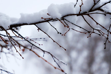branches covered with snow