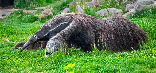 Giant anteater. Latin name - Myrmecophaga tridactyla	