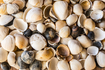 Seashells of different colors. Mollusk shells. Seashell background. Texture of the shells.