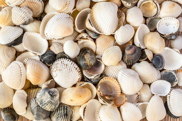 Seashells of different colors. Mollusk shells. Seashell background. Texture of the shells.