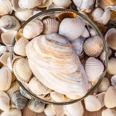 Seashells of different colors. Light seashells in a transparent cup. Seashell background. Texture of the shells.