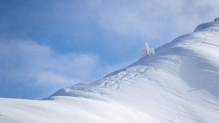 Fototapeta na wymiar Lonely snow covered tree in pristine alpine landscape. Calm and tranquil winter scenery