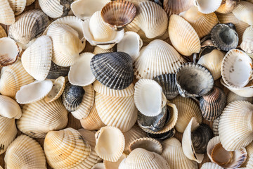 Seashells of different colors. Mollusk shells. Seashell background. Texture of the shells.