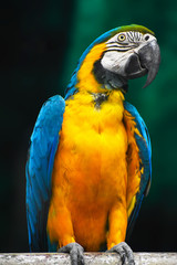 Blue and Gold Macaw