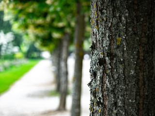 Obraz premium arbres gp