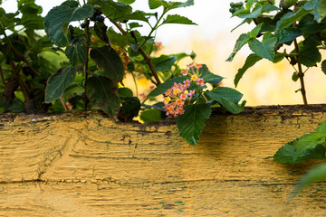 Background from a plant and an old board