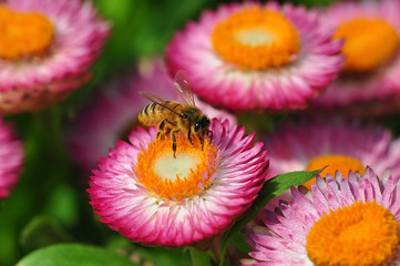 Honey bee collecting nectar from flower. Macro image.