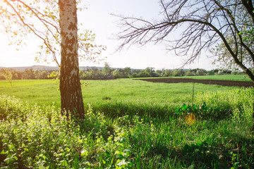Spring evening landscape on the field in the rays of the evening sun