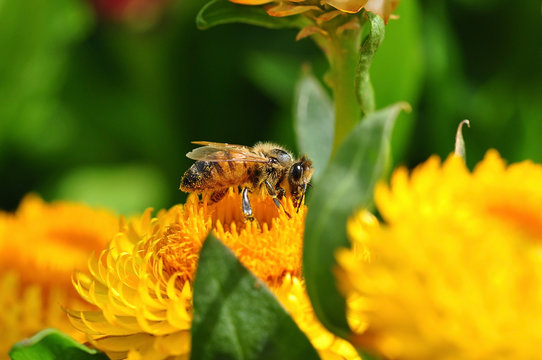Honey bee collecting nectar from flower. Macro image.
