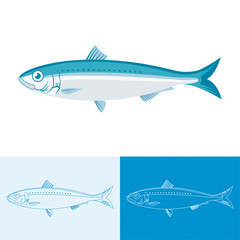 Sardine, Sardina pilchardus, vector with variations