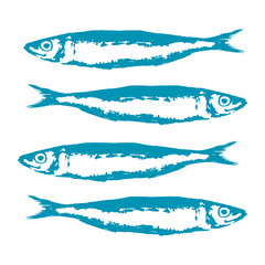 Hand Drawn Illustration a Group of sardines, Sardina pilchardus, Blue on white