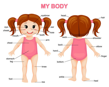 My body. Cute cartoon girl. Body parts poster Stock Vector | Adobe Stock