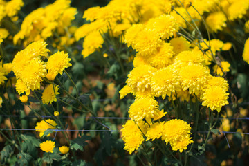 background with yellow flowers