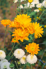 yellow flowers in garden