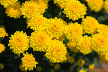 background with yellow flowers