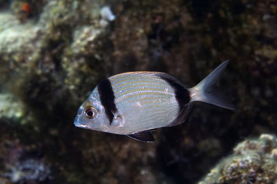 sea bream tropical fish