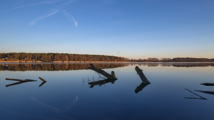 Ruppiner See - Baum im Wasser