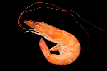 one shrimp isolated on a black background. top view