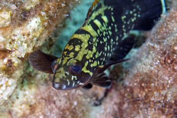 Obraz na płótnie Canvas grouper fish