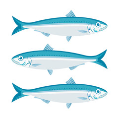 Vector pattern with sardines. Advertising, menu or packaging cool design elements.