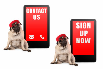 cute pug puppy dog looking smart, sitting next to tablet phone with text contact us and sign up...