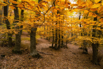 Autumn landscape of foggy forest.
