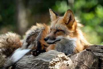 Renard sur un tas de bois