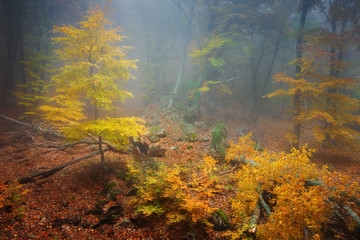 Autumn landscape of foggy forest.