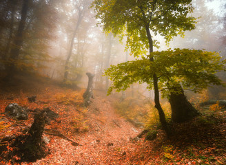 Autumn landscape of foggy forest.